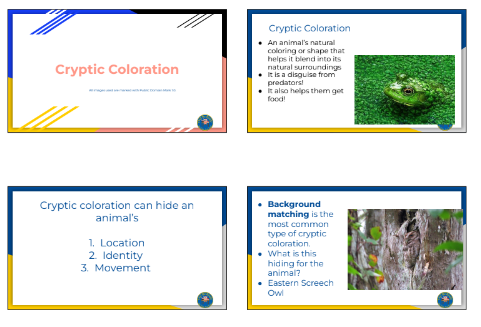 Single Day Lesson- Cryptic Coloration Lesson – OwlBeReady